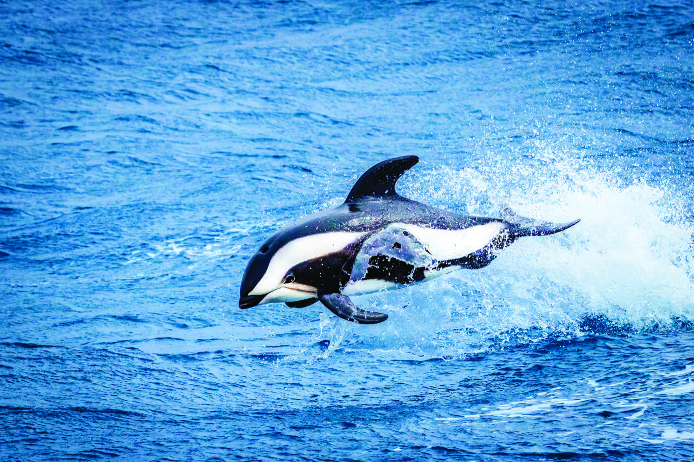 a white-streaked dolphin jumping out of the water, making a great splash