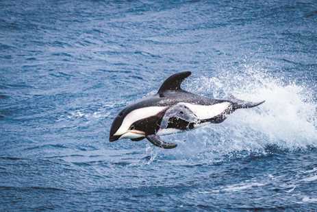 a white-streaked dolphin jumping out of the water, making a great splash