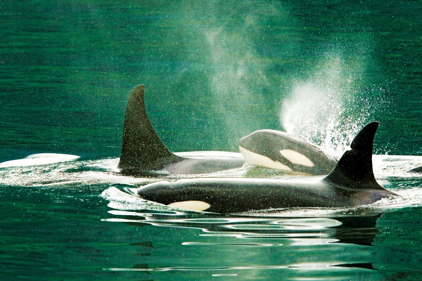 a tight-knit group of orcas, two with their large shark-like fins visible