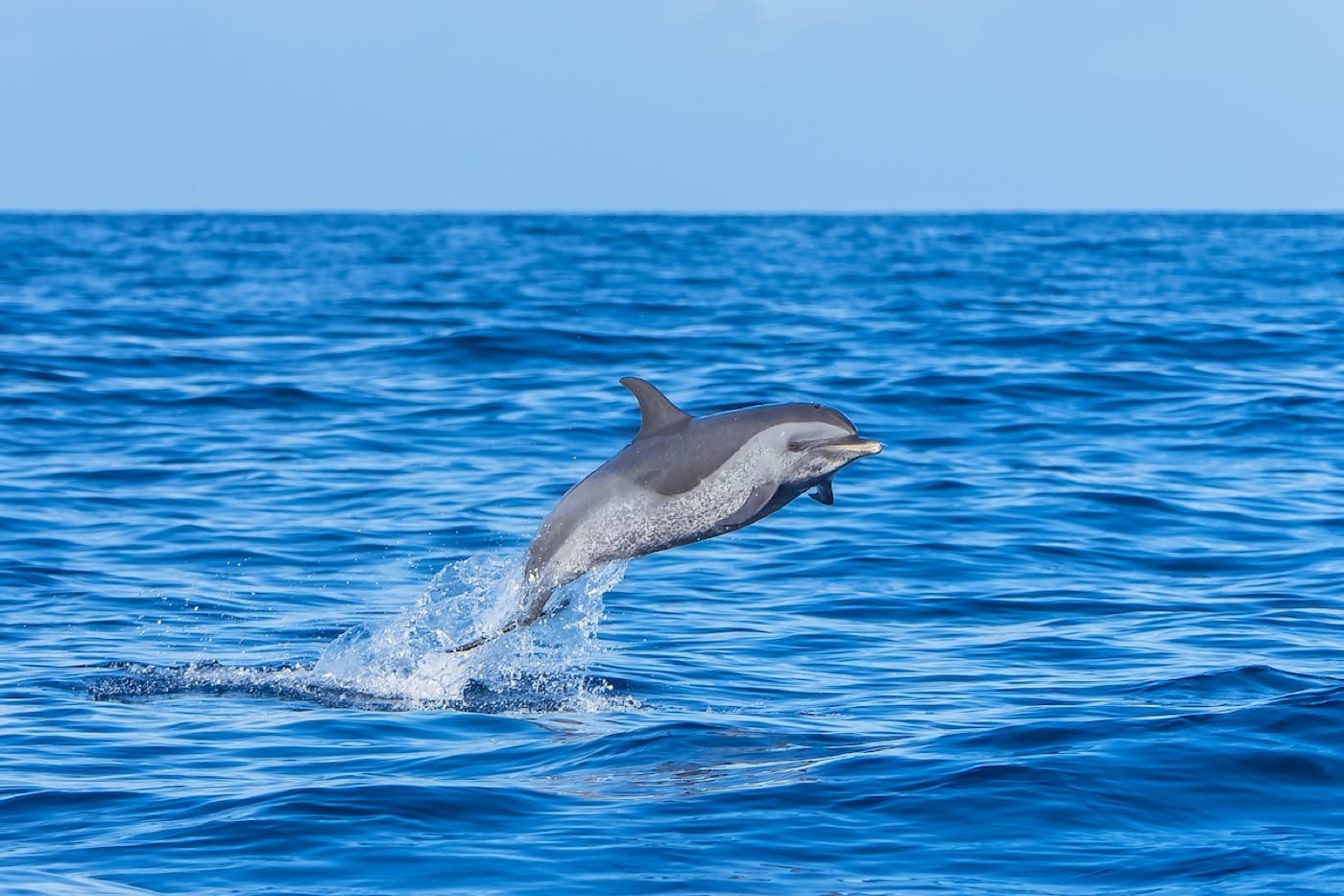 a gray dolphin with a spotted underside making a clean jump out of open blue waters