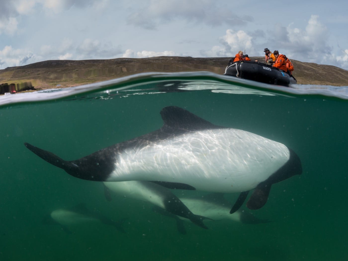 above: a small boat holding people dressed in orange; below: a group of plump, mostly white dolphins swimming in dark-green water