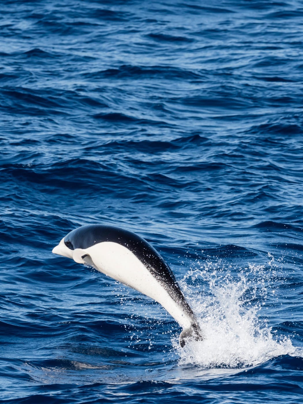 making a great jump out of the water, this dolphin's pattern is a striking black-on-white wave