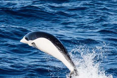 making a great jump out of the water, this dolphin's pattern is a striking black-on-white wave