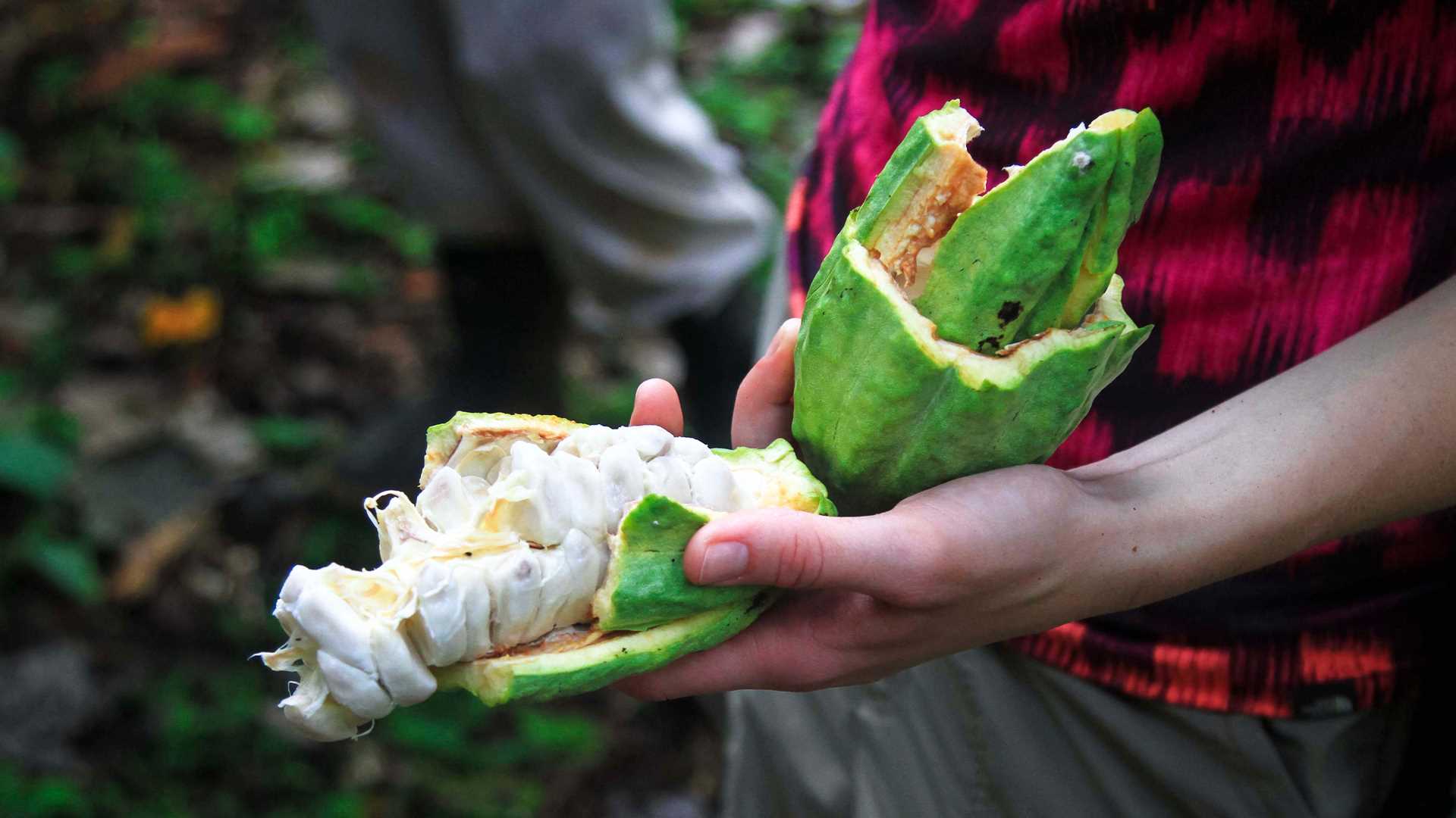 Broken-open cacao pod