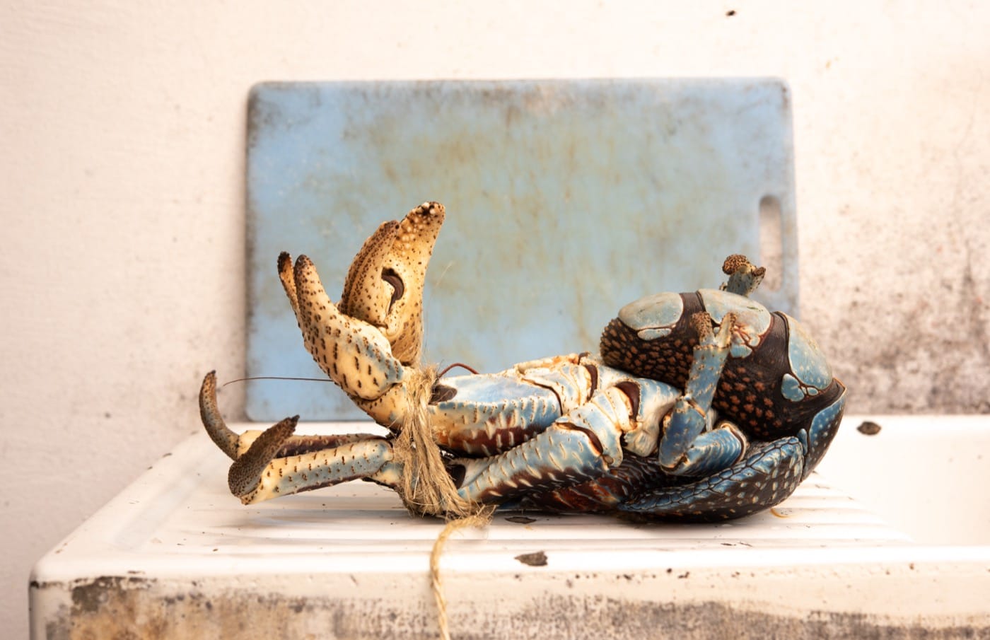 A whole crab, tied up and lying on a kitchen counter