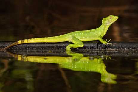 A common basilisk lizard rests on a log
