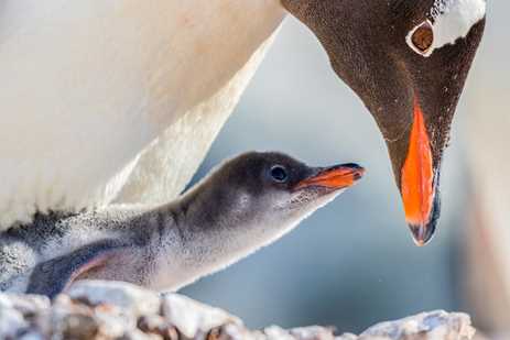 Baby penguin reaches out for food from its mother