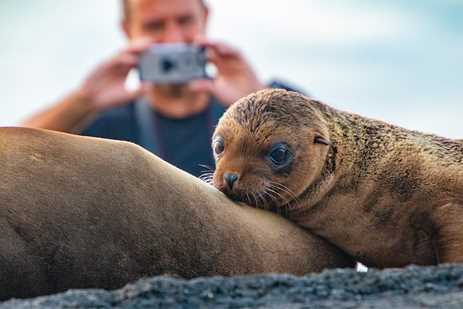 A baby sea lion rersts on shore in Galápagos