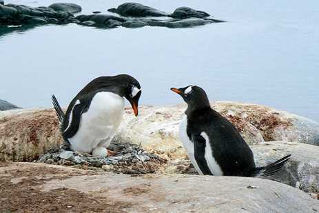 Gentoo penguins sitting on a nest