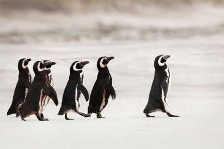 A group of Magellanic penguins walk in a line