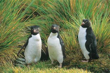 Three rockhopper penguins stand on a grassy knoll