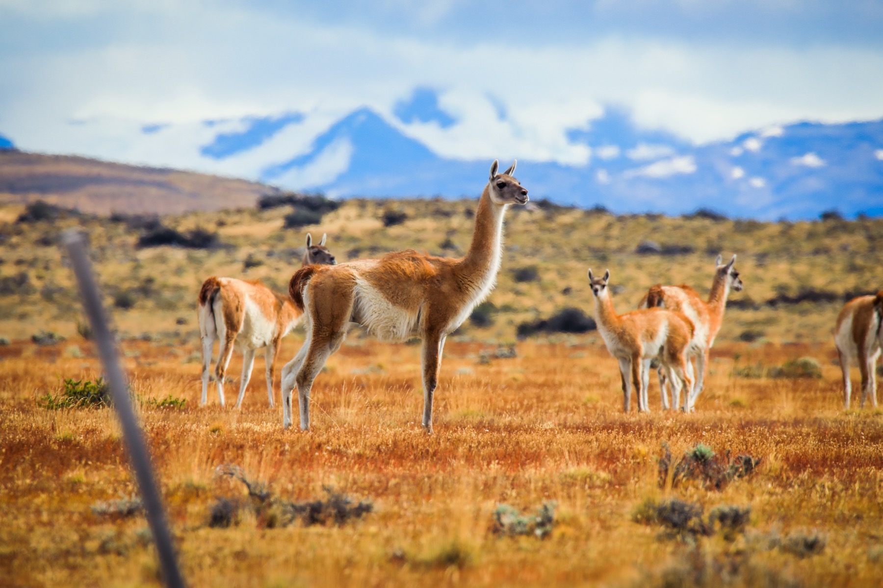 Orange grass in the foreground and blue mountains in the background frame a group of guanacos