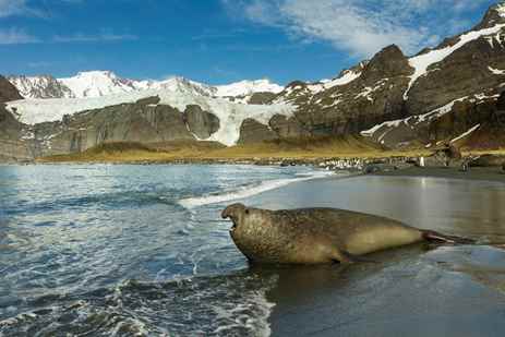 An elephant seal on the beach in South Georgia