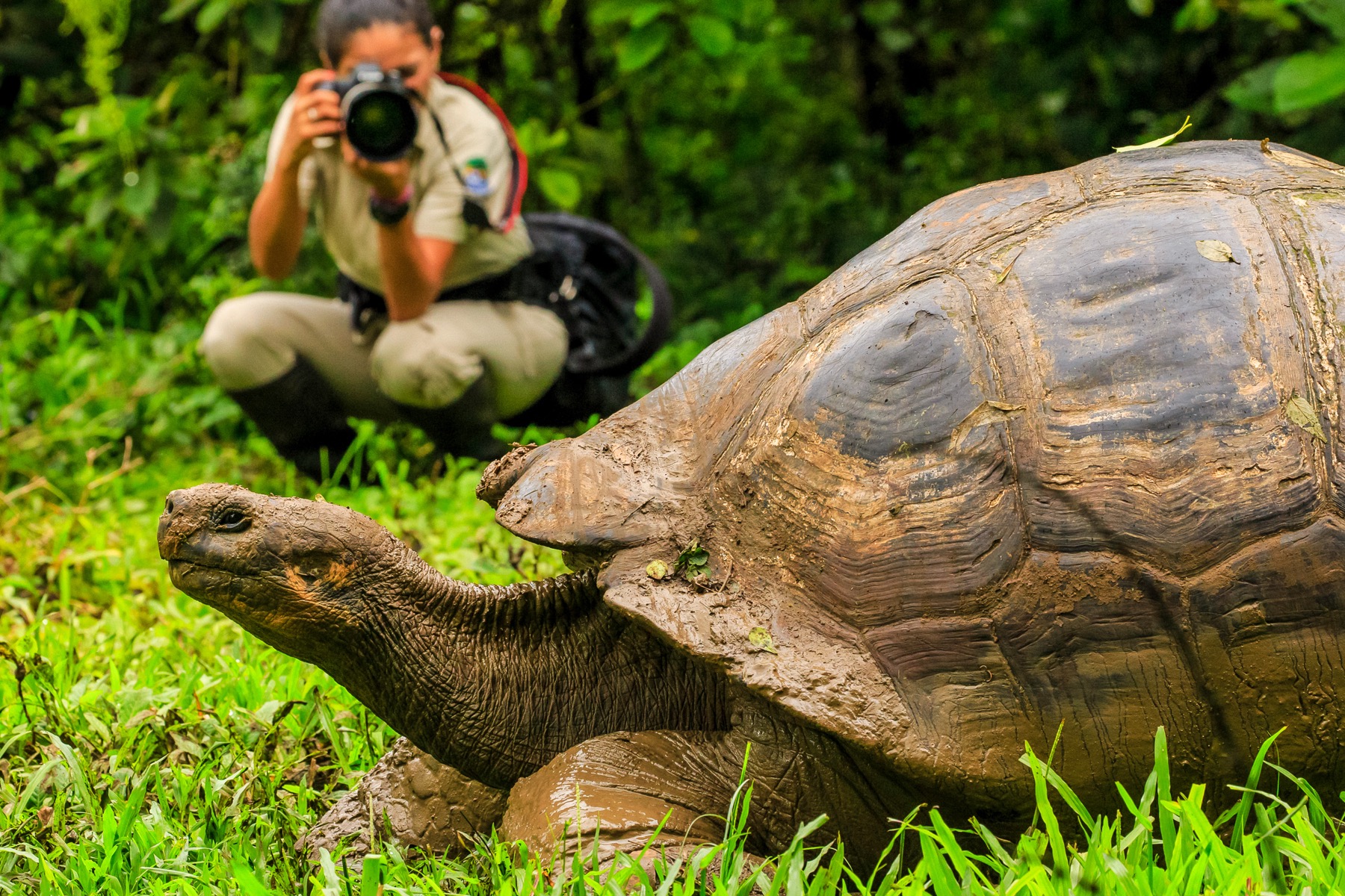 A large turtle in the foreground, a photographer pointing their equipment at it from the background
