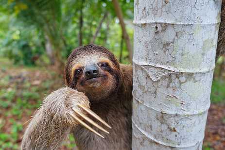 A portrait of a three-toed, brown-throated sloth