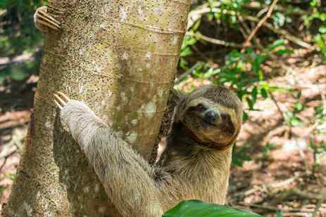A sloth climbing down a tree