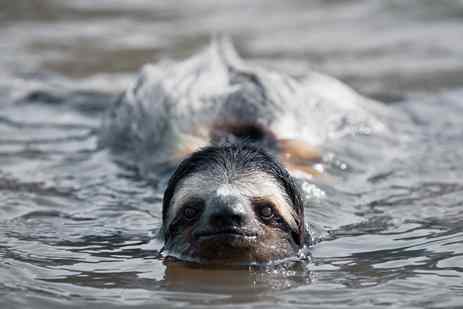 A brown-throated sloth swims in a river