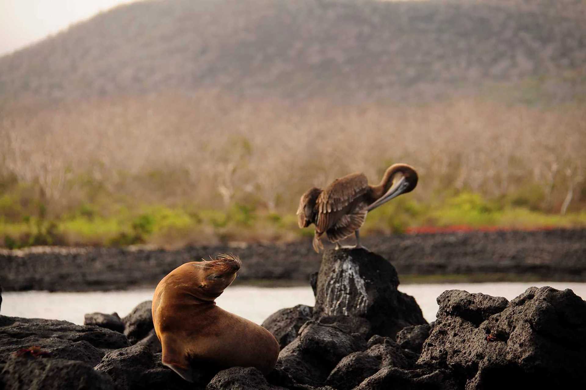 sea lion and pelican