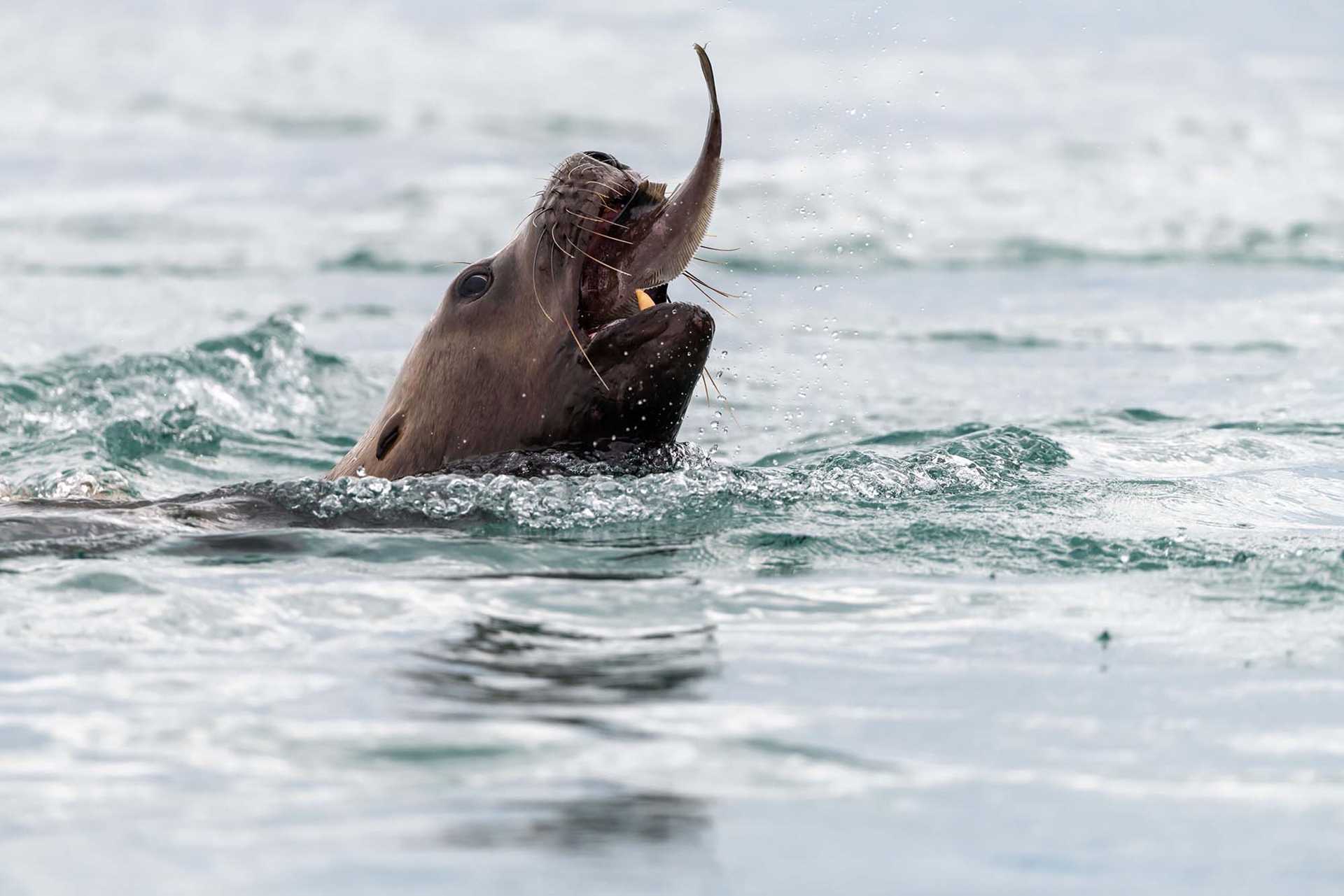 sea lion with a fish in its mouth