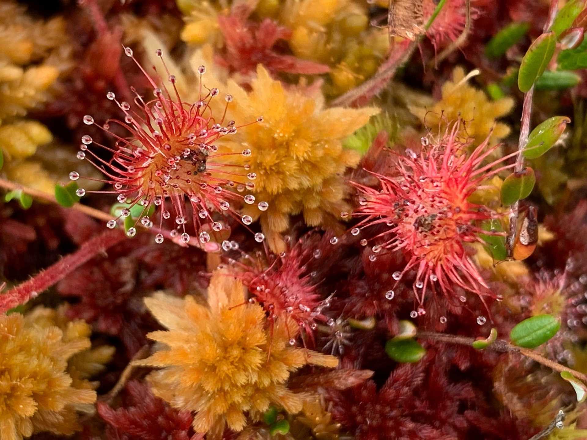 sundew plant