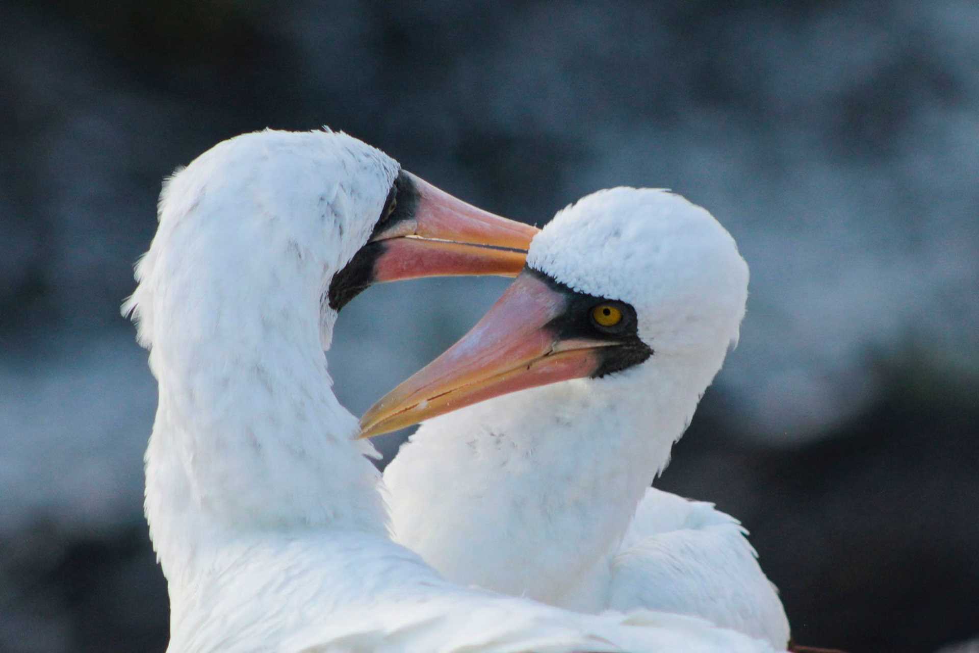 nazca boobies