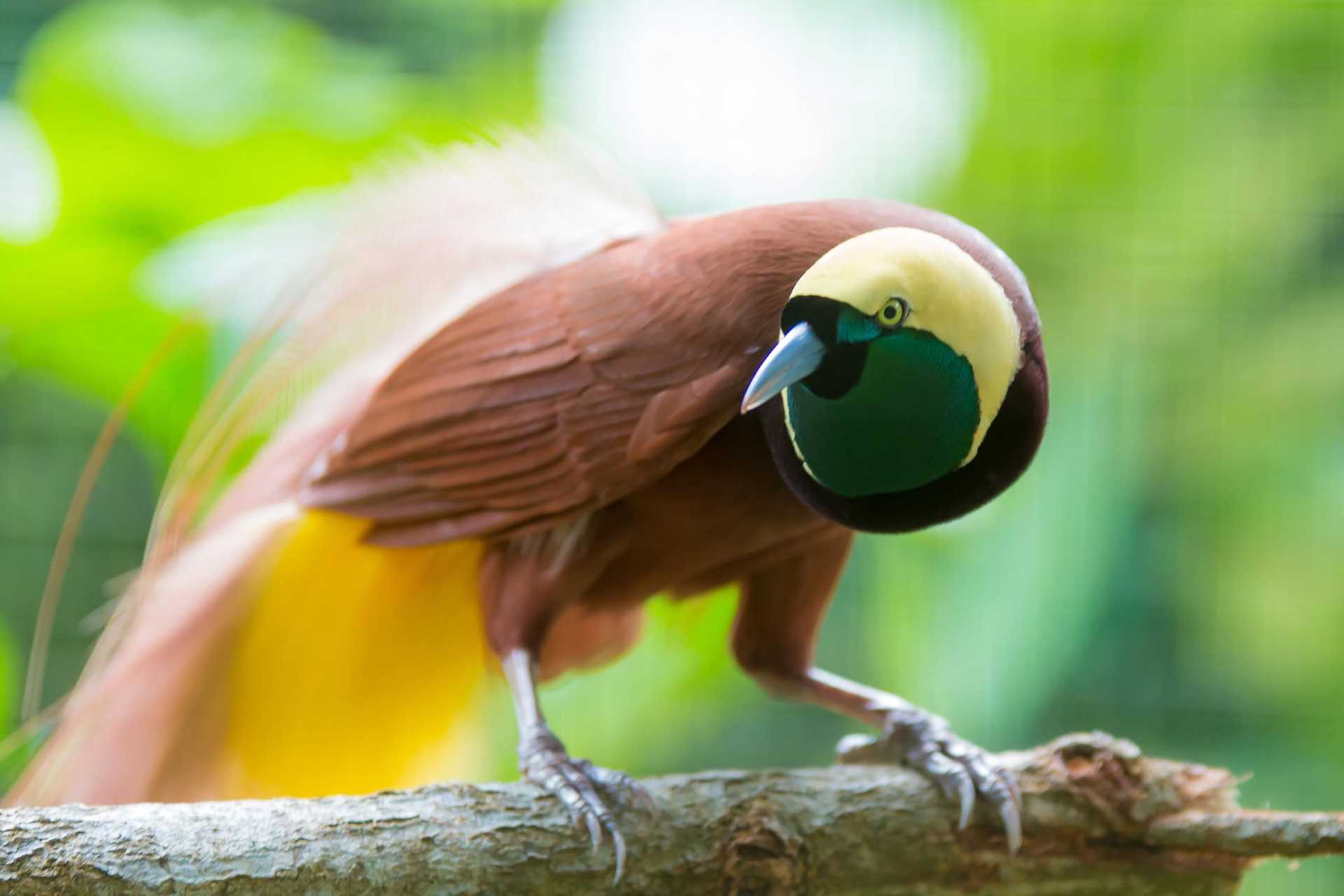 Indonesia's colorful Bird of Paradise