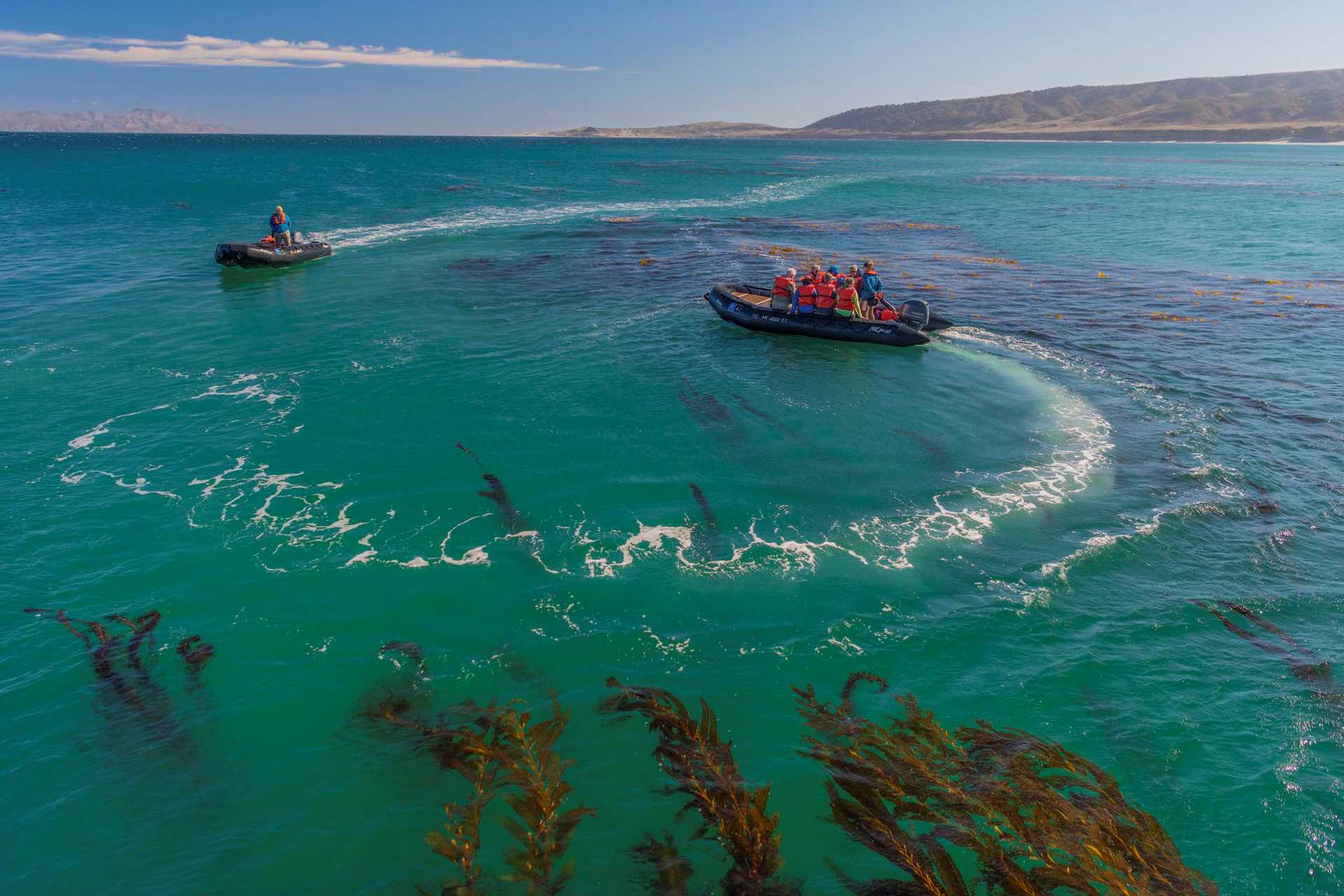 Zodiac among kelp D Vargas.jpg