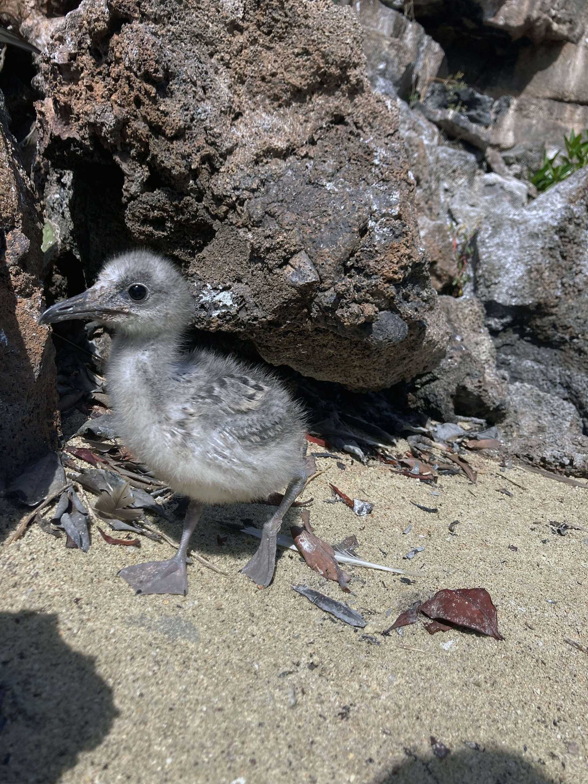 gull chick