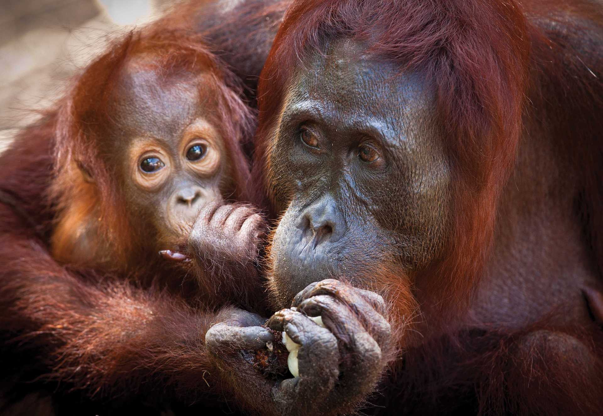 A mother orangutan with her baby