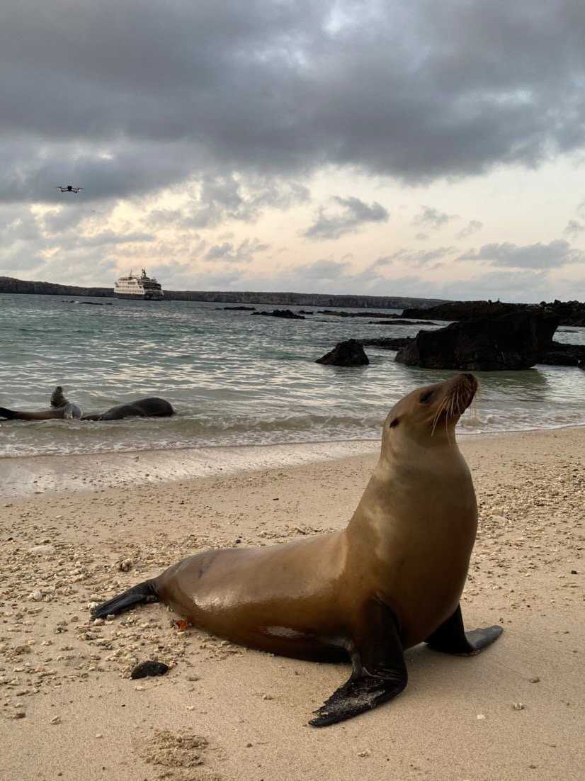 sea lion