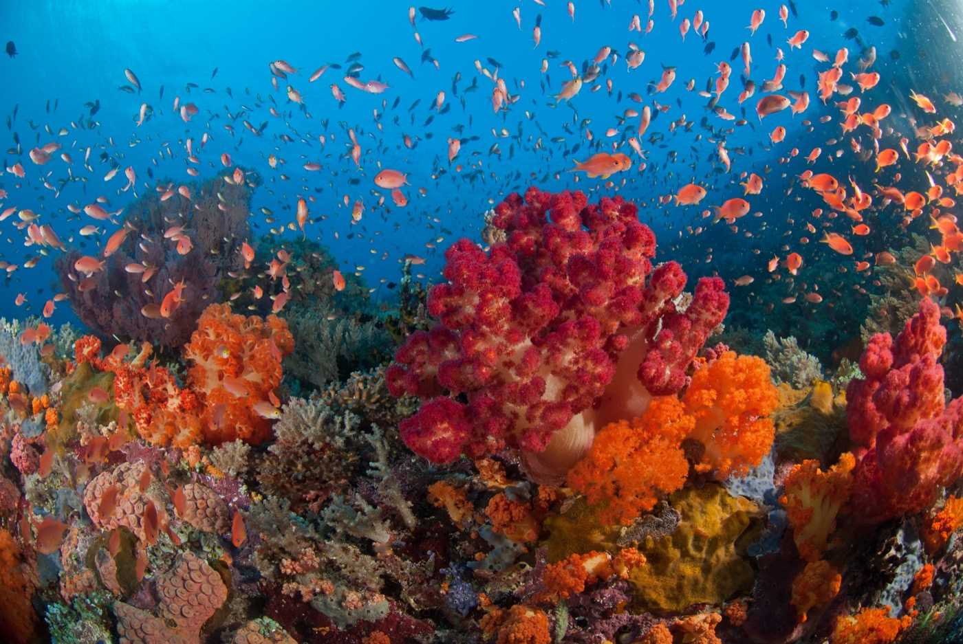 Fan coral and fish in Raja Ampat.jpg