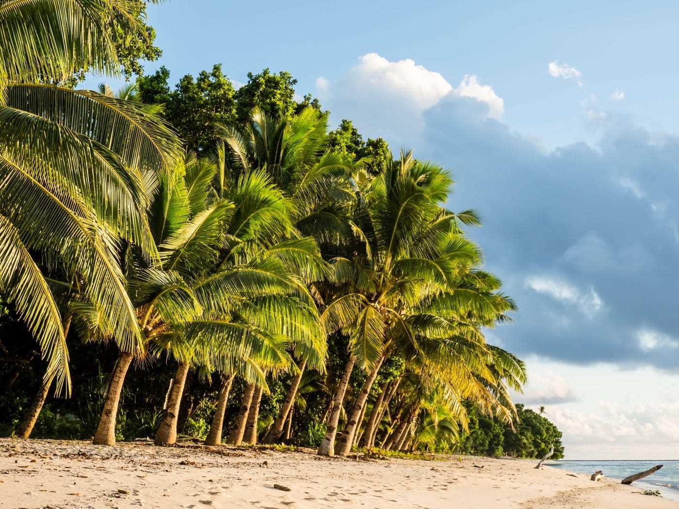 A sunny beach, lined with palm trees