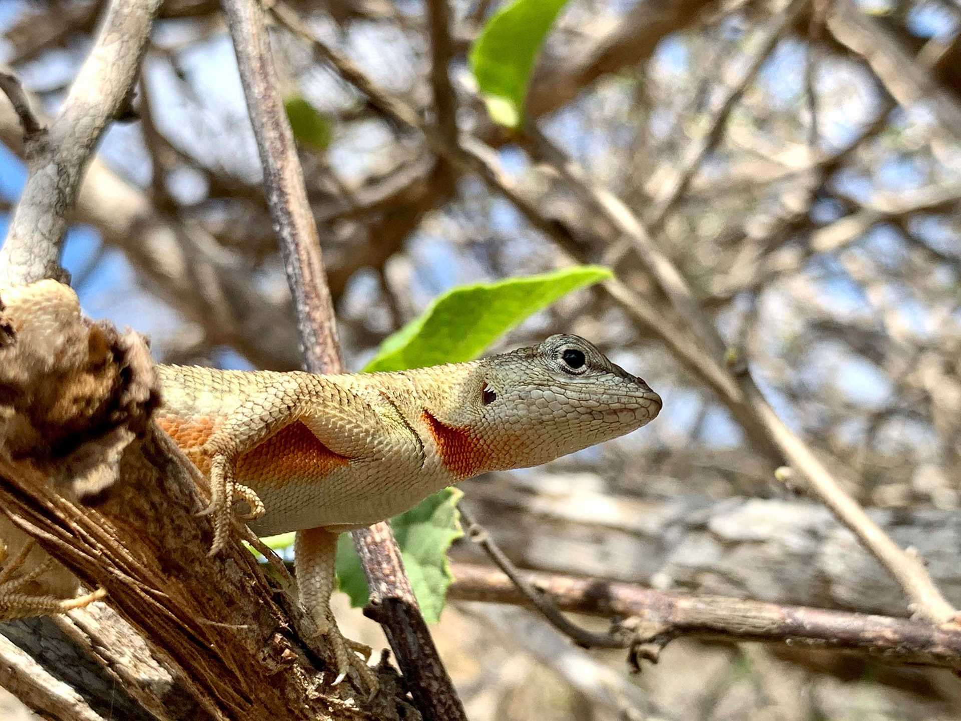 lava lizard