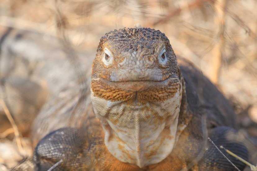 Iguana