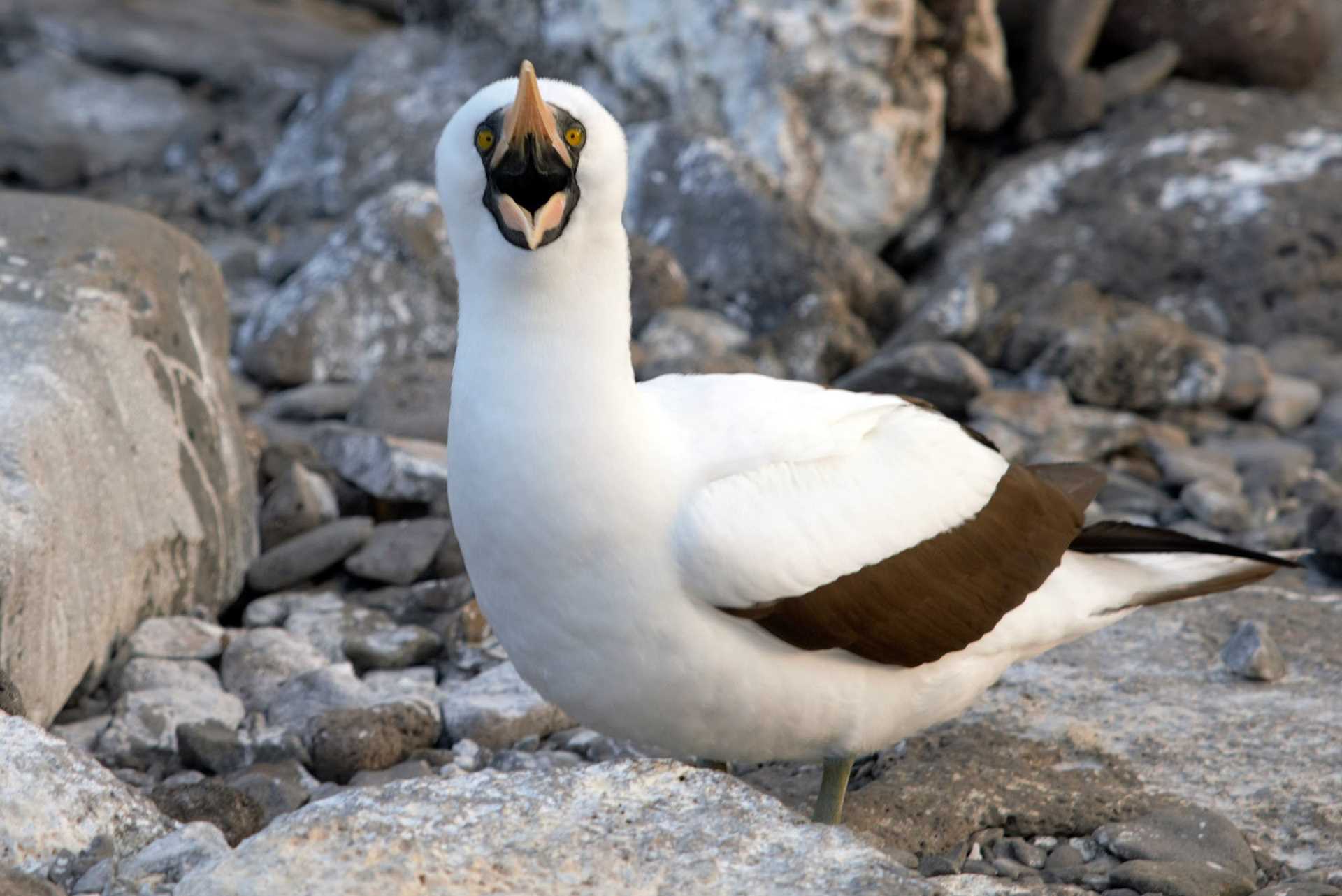 Nazca booby