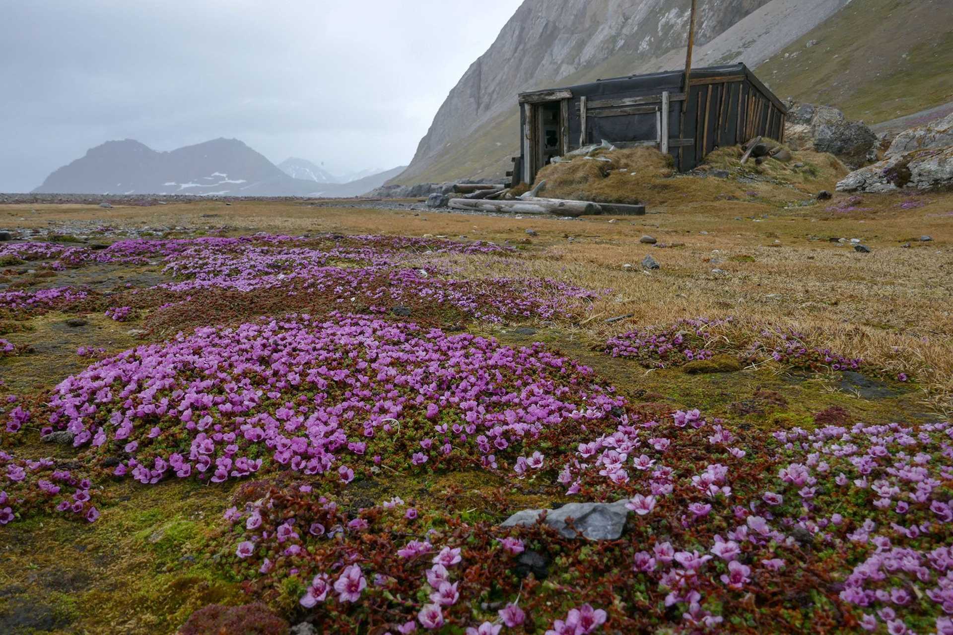 field of purple flowers