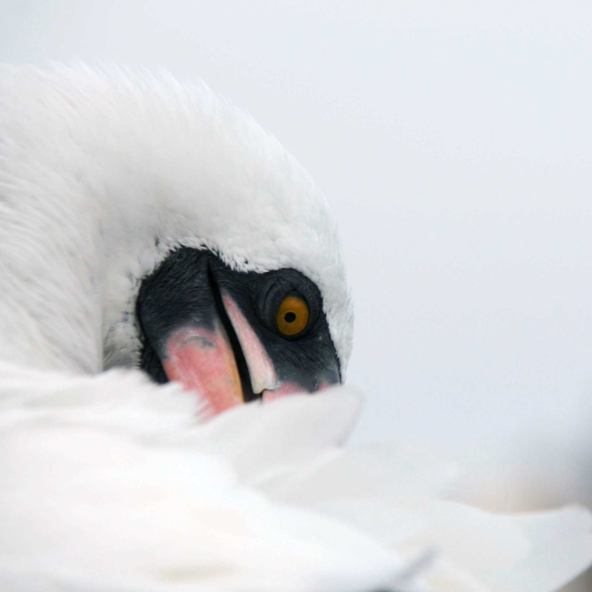 nazca booby