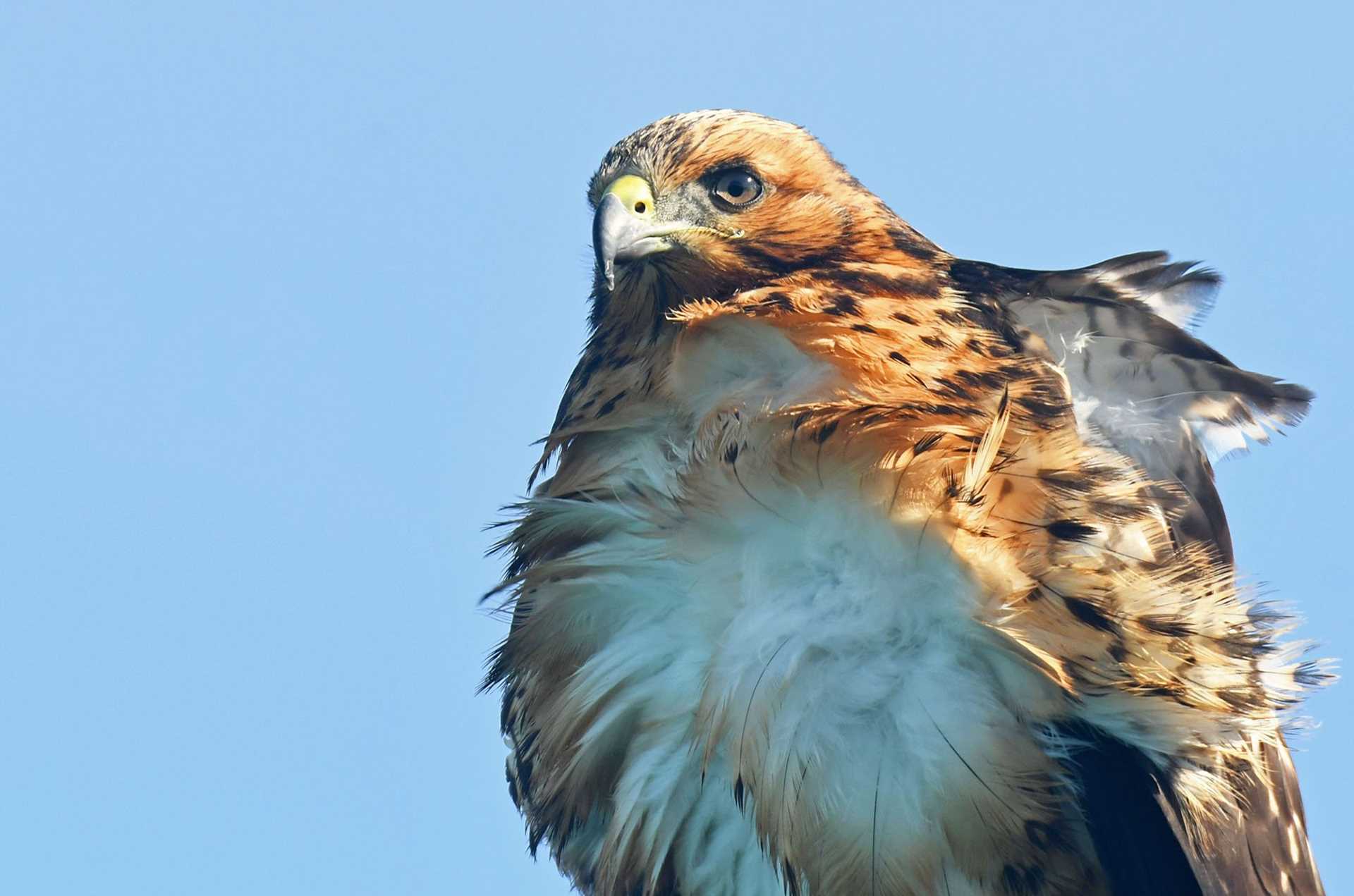 galapagos hawk