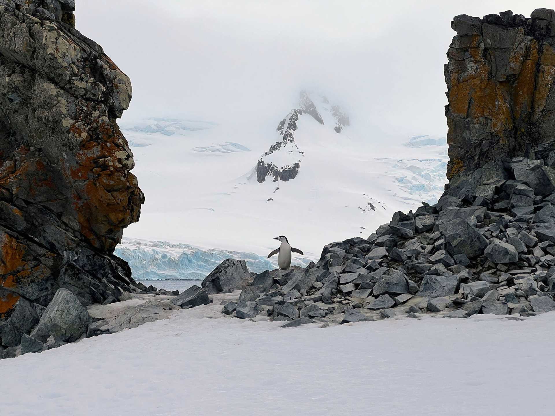 chinstrap penguin