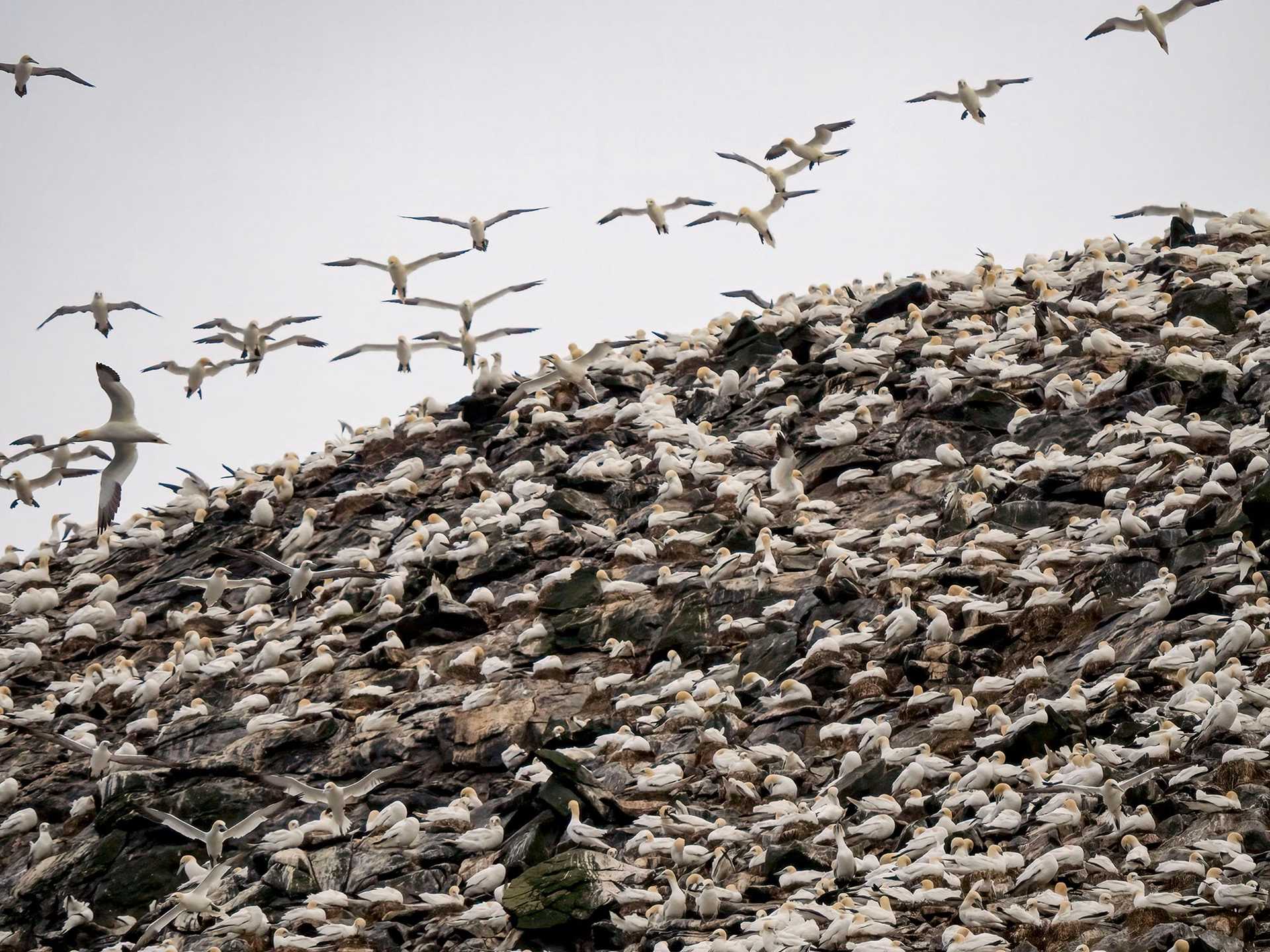 gannet colony